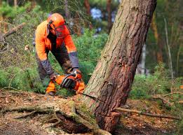 Best Tree Health Inspection  in Aldan, PA